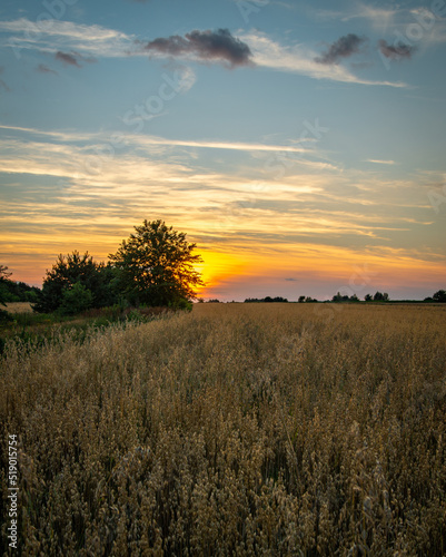 sunset over wheat field in summer time © Adam