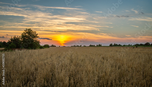 sunset over wheat field in summer time