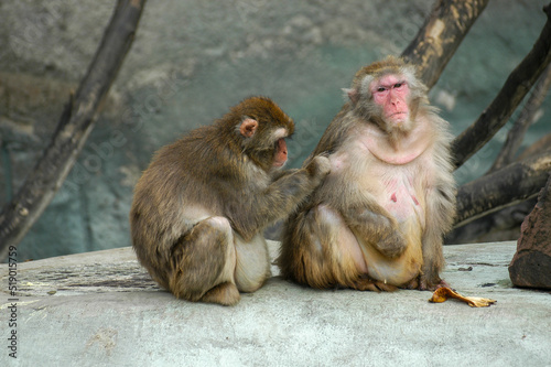 Photography Female male monkey love