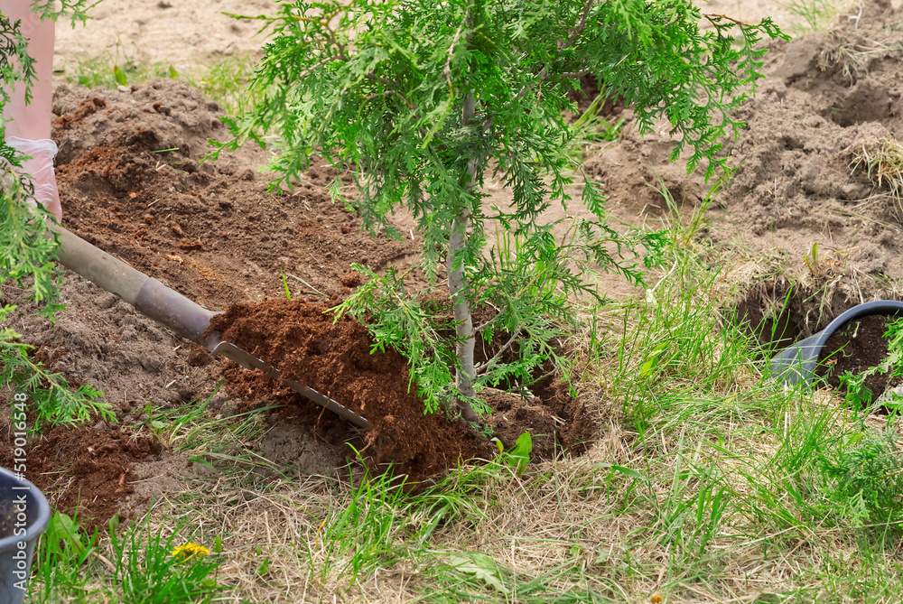 Fototapeta premium Gardener planting juniper plants in the garden. Seasonal works in the yard. close up