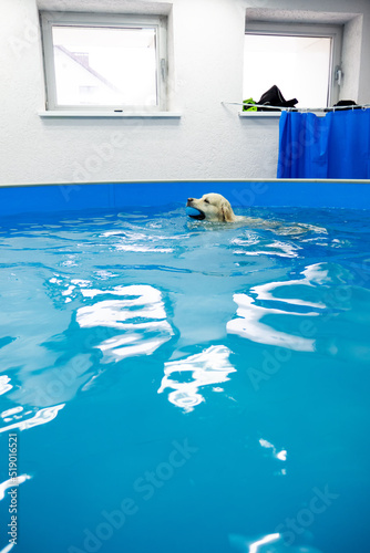 Canvastavla golden retriever dog playing with ball in the swimming pool