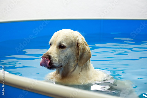 Фотография golden retriever dog training in the swimming pool