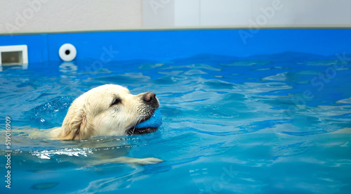 Konstfotografi golden retriever dog playing with ball in the swimming pool