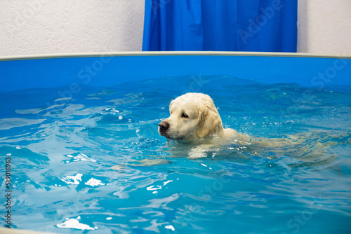 Konstfotografi golden retriever dog training in the swimming pool