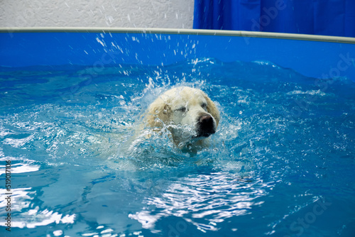 Foto golden retriever dog training in the swimming pool