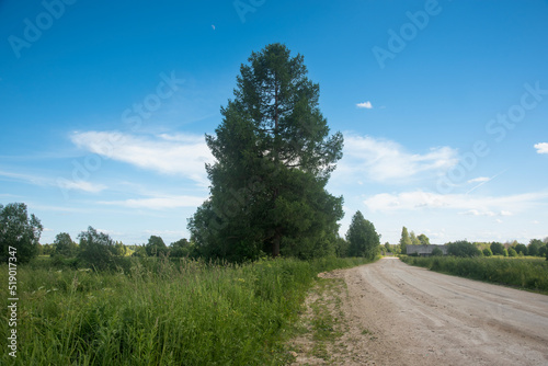 A country road leading to an old village with a tall tree on the side of the road. blue sky background © Dmitry