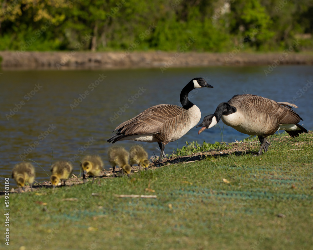 canadian geese on a lake canadian geese on a lake