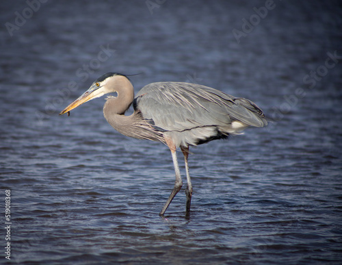 great blue heron eating 