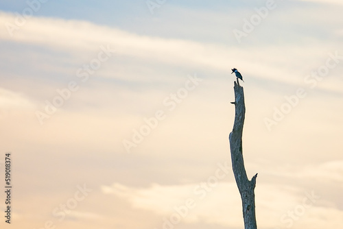 kingfisher on a high perch 
