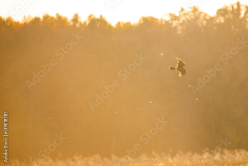 harrier at golden hour 