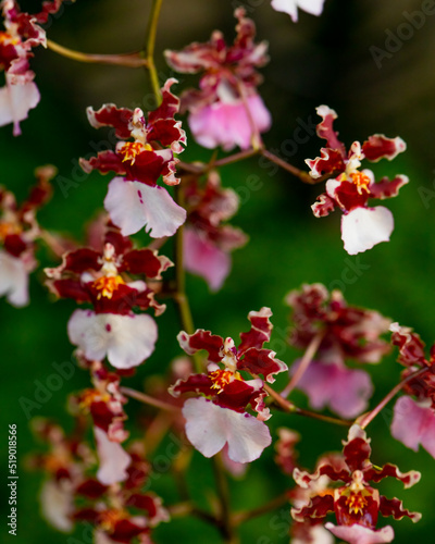 orchid