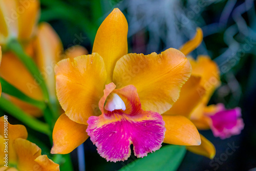 orchid 