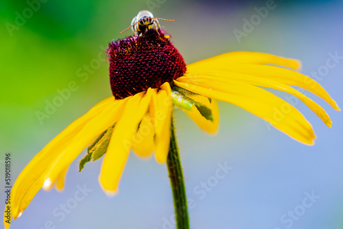 Bee on flower 