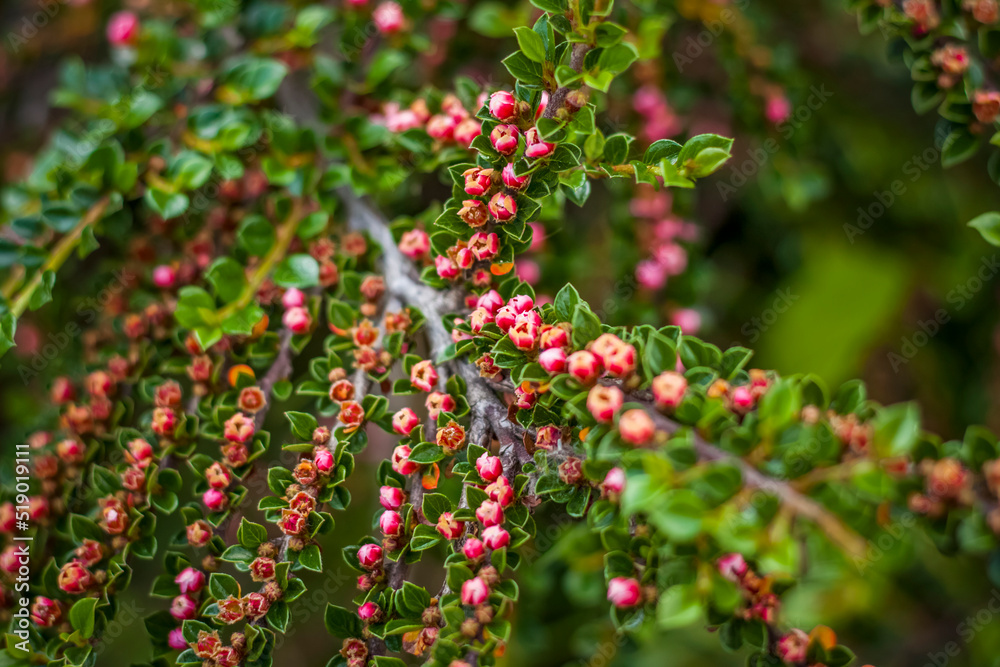 A shrub with bright small dogwood flowers. Close-up with a copy of the space, using the natural landscape as the background. Natural wallpaper. Selective focus. A shrub with bright small dogwood flowers. Close-up with a copy of the space, using the natural landscape as the background. Natural wallpaper. Selective focus.