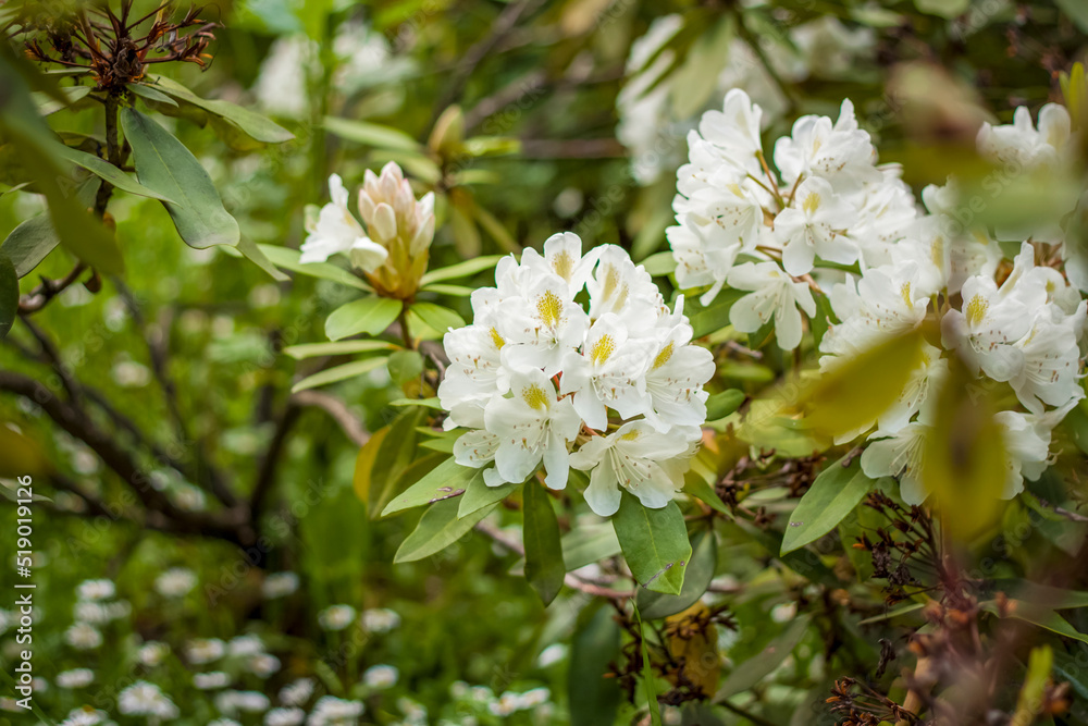 Fototapeta premium A shrub with white rhododendron flowers. Close-up with a copy of the space, using the natural landscape as the background. Natural wallpaper. Selective focus.