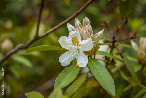A shrub with white rhododendron flowers. Close-up with a copy of the space, using the natural landscape as the background. Natural wallpaper. Selective focus.