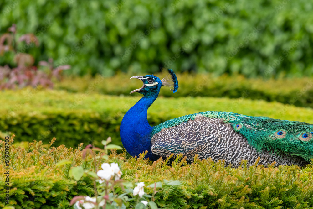 Portrait of a common peacock (pavo cristatus) squawking Portrait of a common peacock (pavo cristatus) squawking