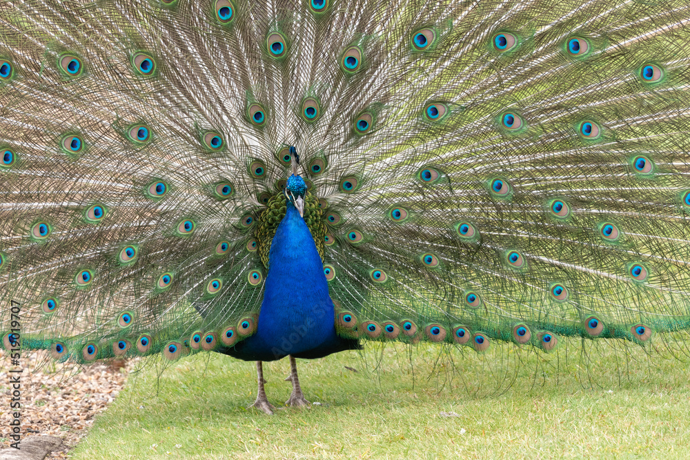 Obraz premium Portrait of a common peacock (pavo cristatus) fanning out it's tail feathers