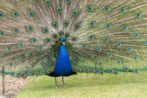 Portrait of a common peacock (pavo cristatus) fanning out it's tail feathers photo