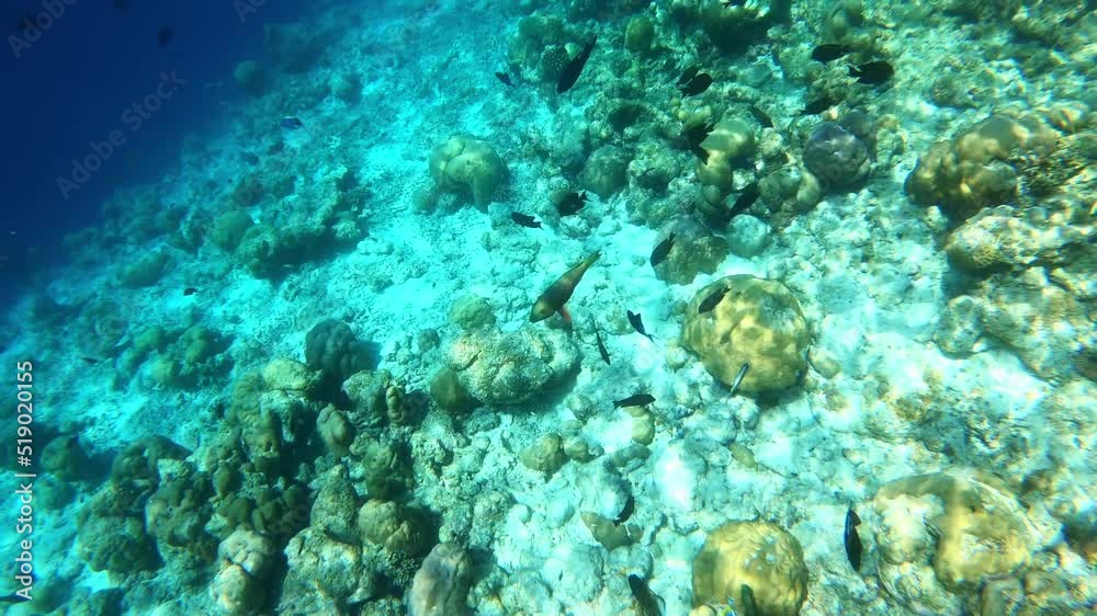 swimming fish. underwater video. Waterproof photo and video equipment swimming fish. underwater video. Waterproof photo and video equipment