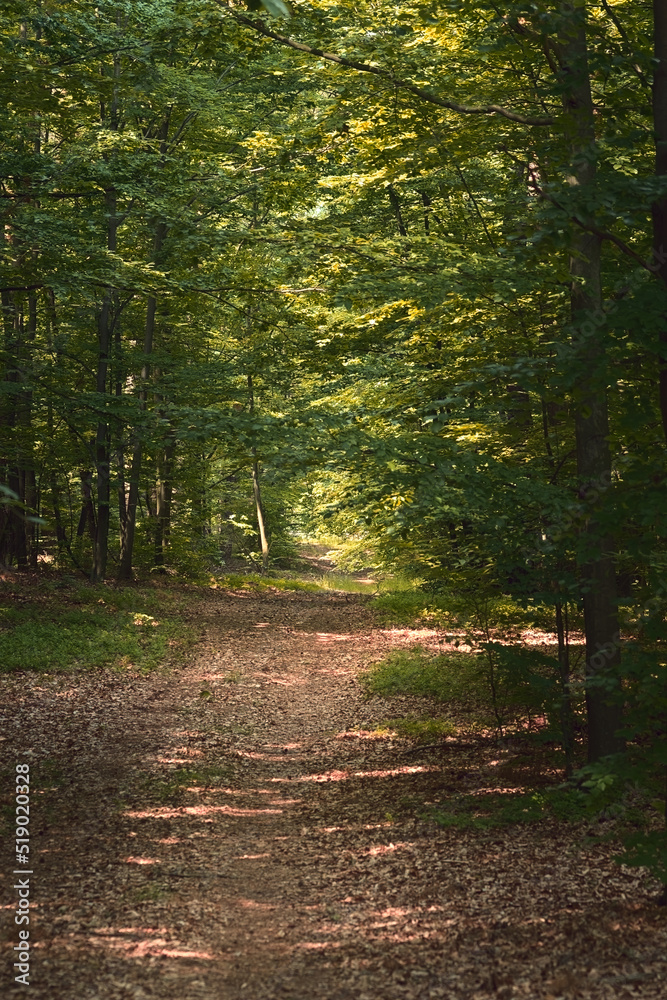 Obraz premium Natural forest background. Forest road covered with brown dry leaves among green trees.