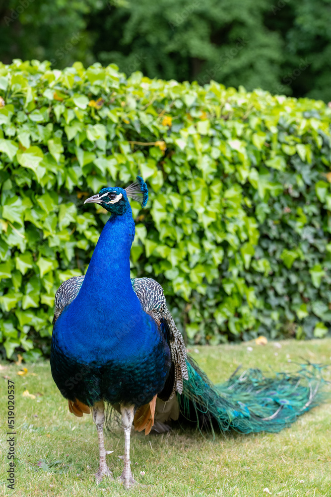 Obraz premium Portrait of a common peacock (pavo cristatus)
