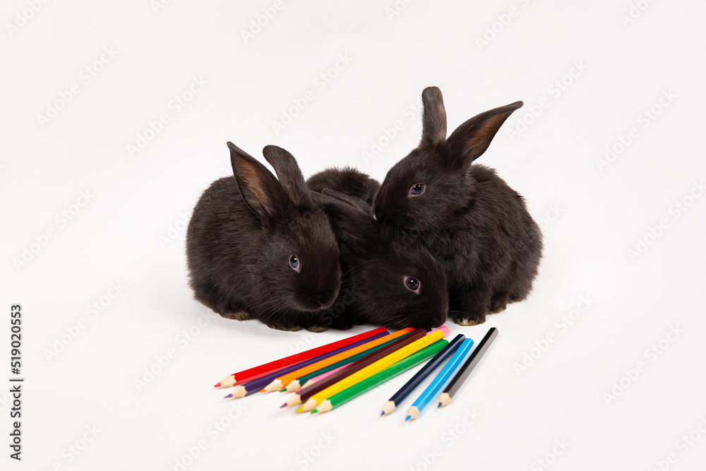 Black rabbits sit with colorful pencils isolated on white background