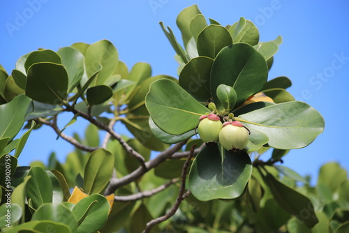 Autograph tree (Clusia rosea) - close up of tree branch with leaves and fresh fruits, Palm Beach, Florida