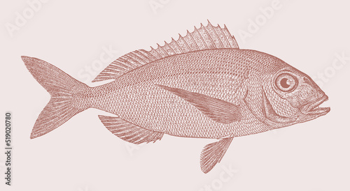 Common pandora pagellus erythrinus, marine fish in side view