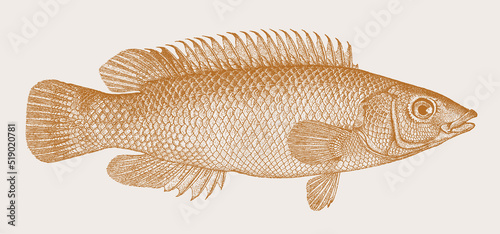 Scale-rayed wrasse acantholabrus palloni, marine fish in side view