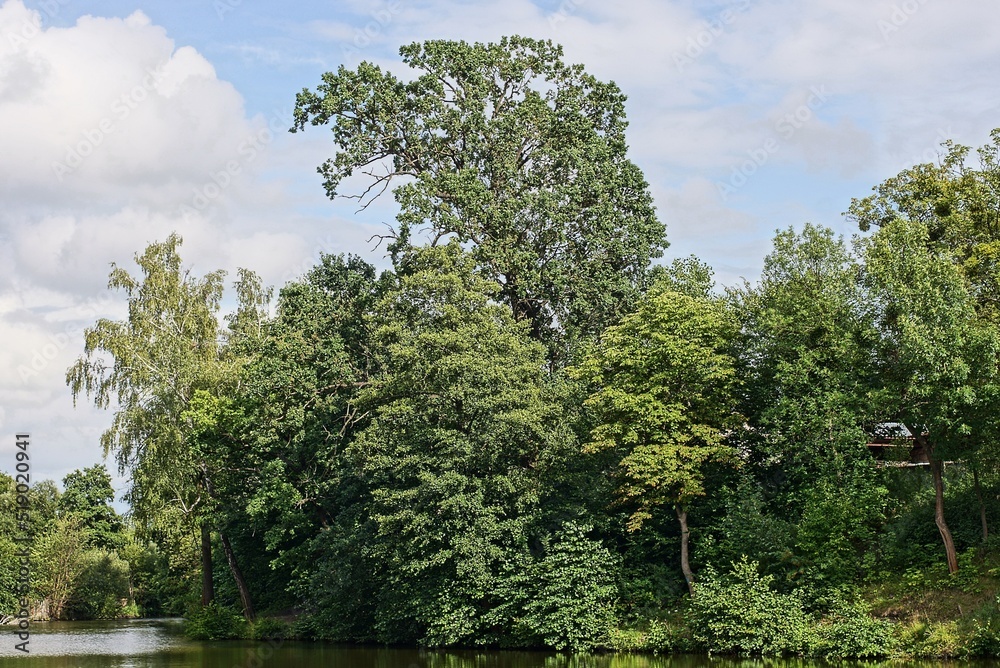 green deciduous trees and bushes on the shore of the lake near the water against the background of a blue sky and white clouds in a summer park green deciduous trees and bushes on the shore of the lake near the water against the background of a blue sky and white clouds in a summer park