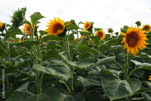 The Helianthus sunflower is a genus of plants in the Asteraceae family. Annual sunflower and tuberous sunflower. Agricultural field. Blooming bud with yellow petals. Furry leaves. Serbia skyline. photo