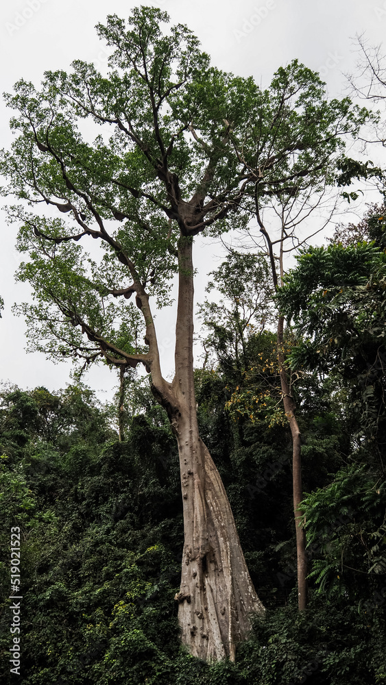 Fototapeta premium The landscape of Northern Thailand