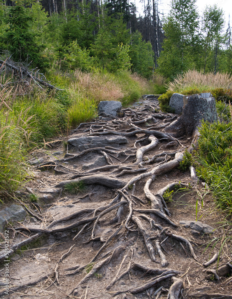 the path is littered with tangled tree roots the path is littered with tangled tree roots
