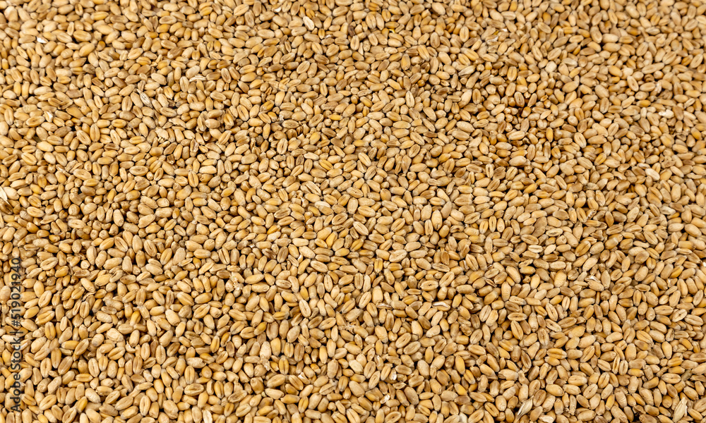 Textures of wheat grains. Freshly harvested crop. Textures of wheat grains. Freshly harvested crop.