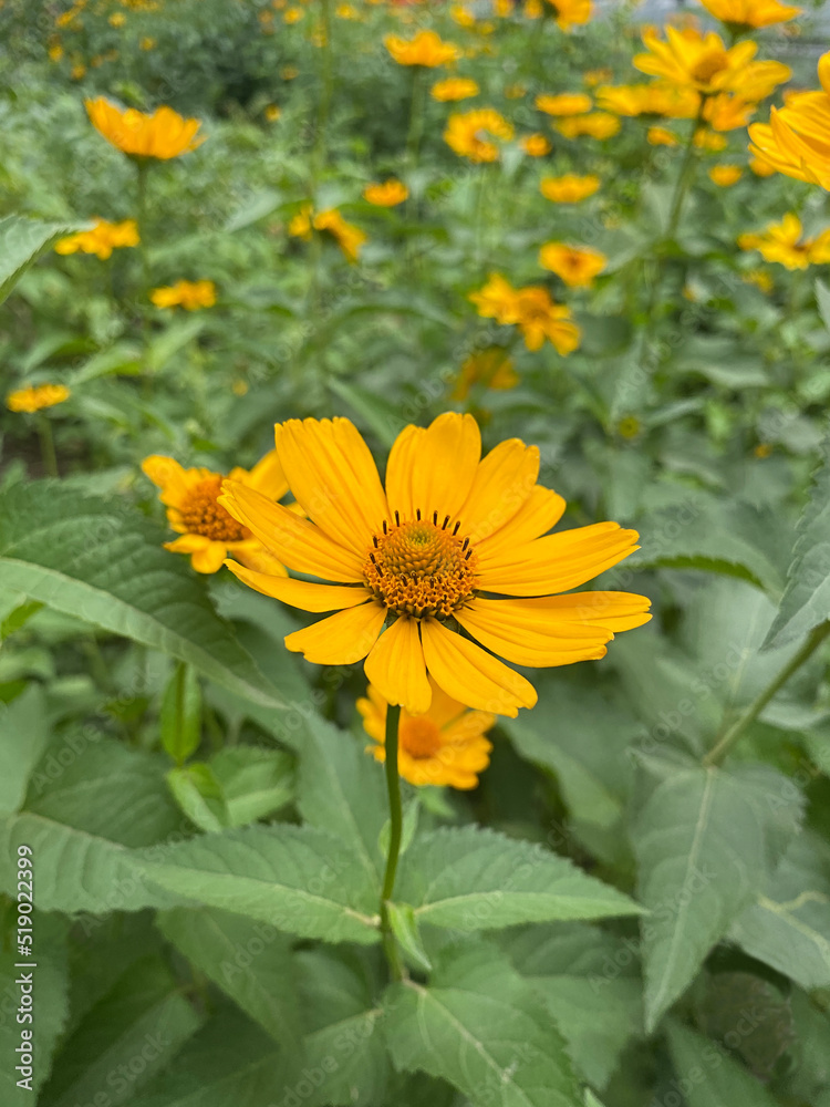 yellow heliopsis in the garden