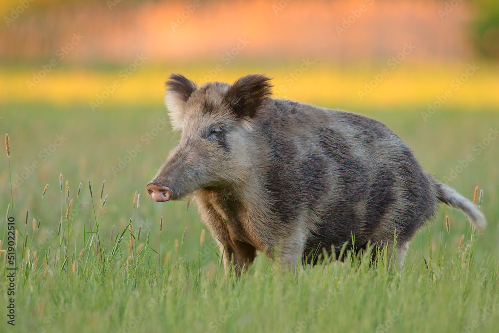 Fototapeta premium Dzik na łące