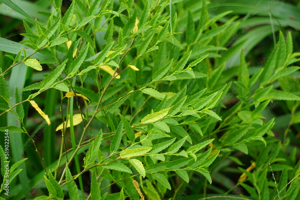 Sida acuta (aslo called common wireweed, sidaguri,sidogori) with natural background. This plant species of flowering plant in the mallow family, Malvaceae. Sida acuta is considered an invasive species Sida acuta (aslo called common wireweed, sidaguri,sidogori) with natural background. This plant species of flowering plant in the mallow family, Malvaceae. Sida acuta is considered an invasive species
