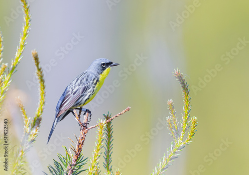 Kirtland warbler perched on a tree in the forests of Michigan