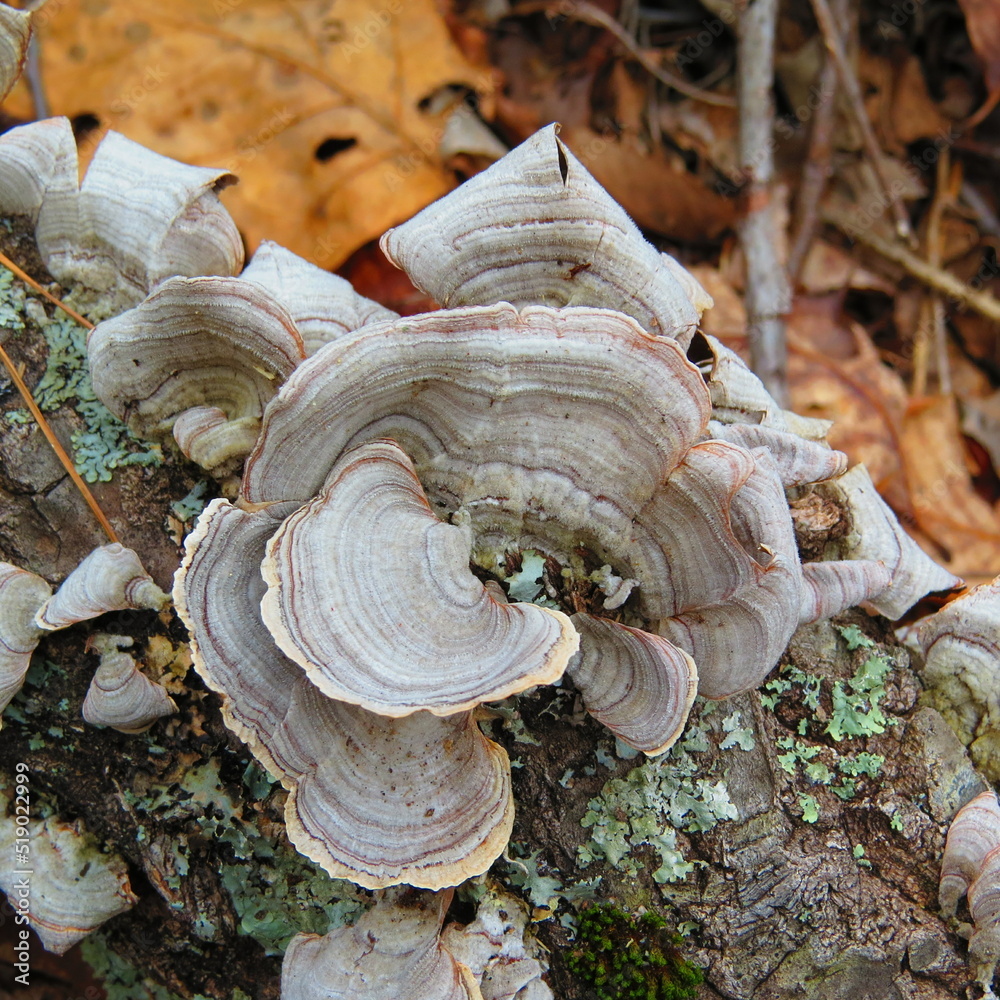 turkey tail mushroom on log with lichen with autumn leaves turkey tail mushroom on log with lichen with autumn leaves