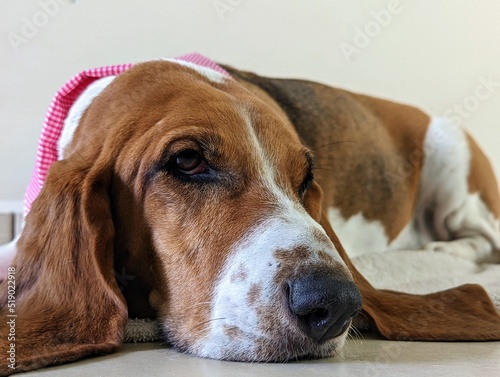 Sleepy basset hound 