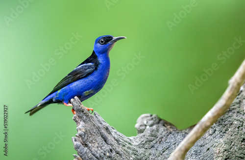 Shining honeycreeper perched on a dead tree