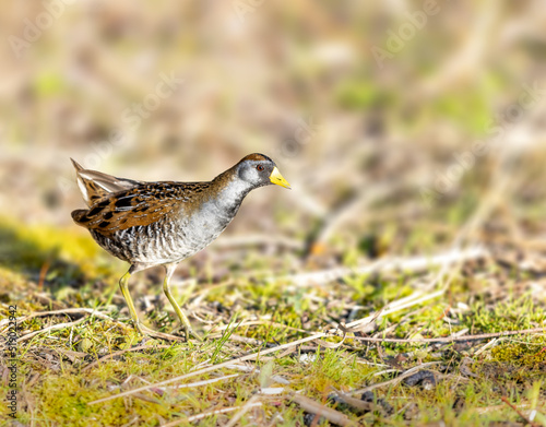 Foto Sora rail or sora crake looking for food by a lake