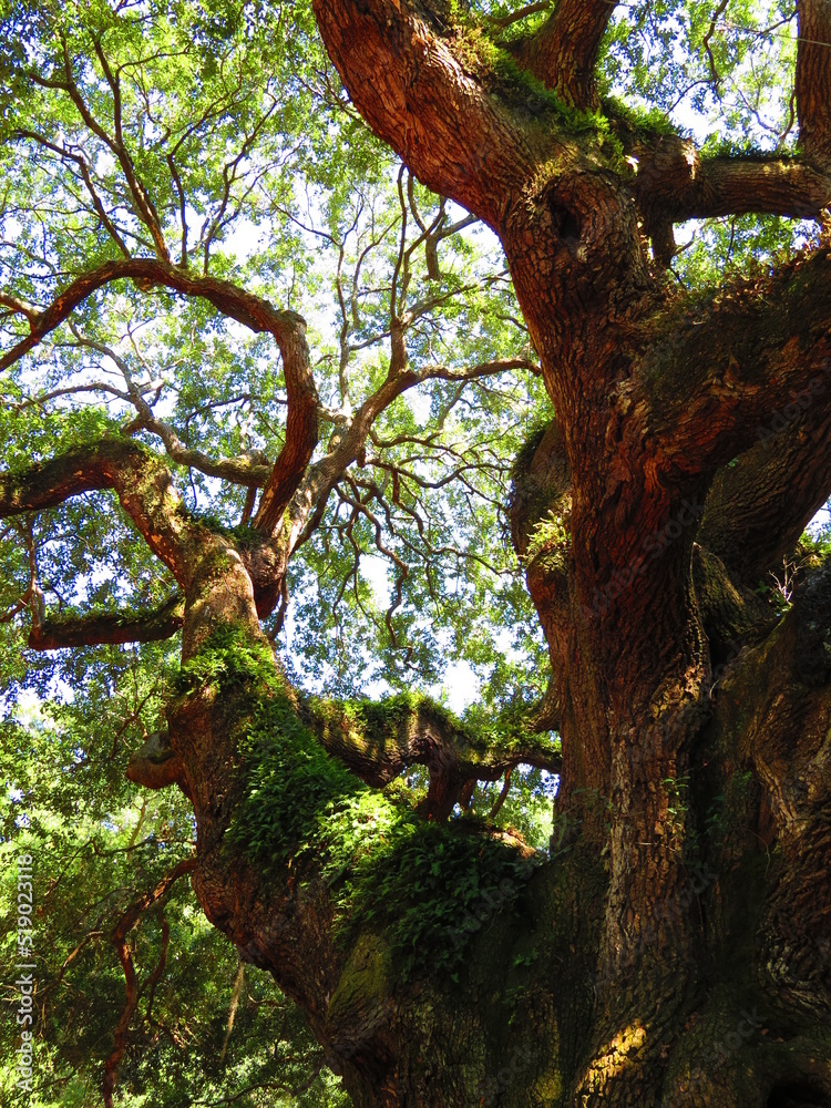 gnarly old oak tree in summer