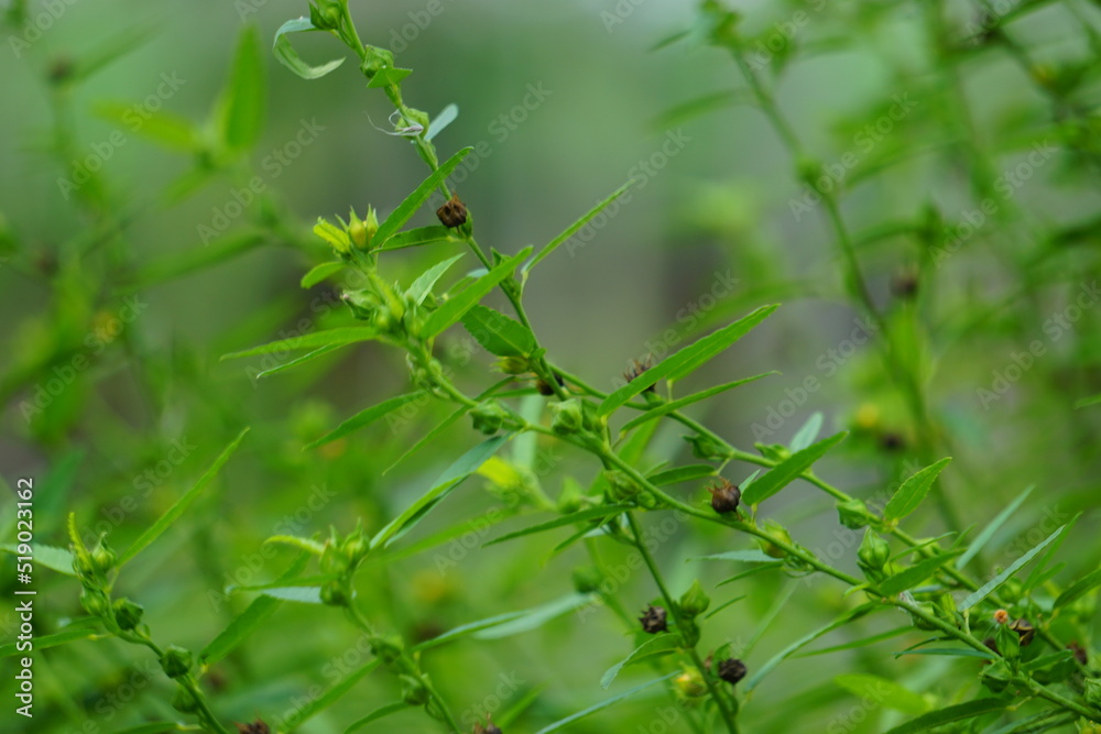 Sida acuta (aslo called common wireweed, sidaguri,sidogori) with natural background. This plant species of flowering plant in the mallow family, Malvaceae. Sida acuta is considered an invasive species Sida acuta (aslo called common wireweed, sidaguri,sidogori) with natural background. This plant species of flowering plant in the mallow family, Malvaceae. Sida acuta is considered an invasive species