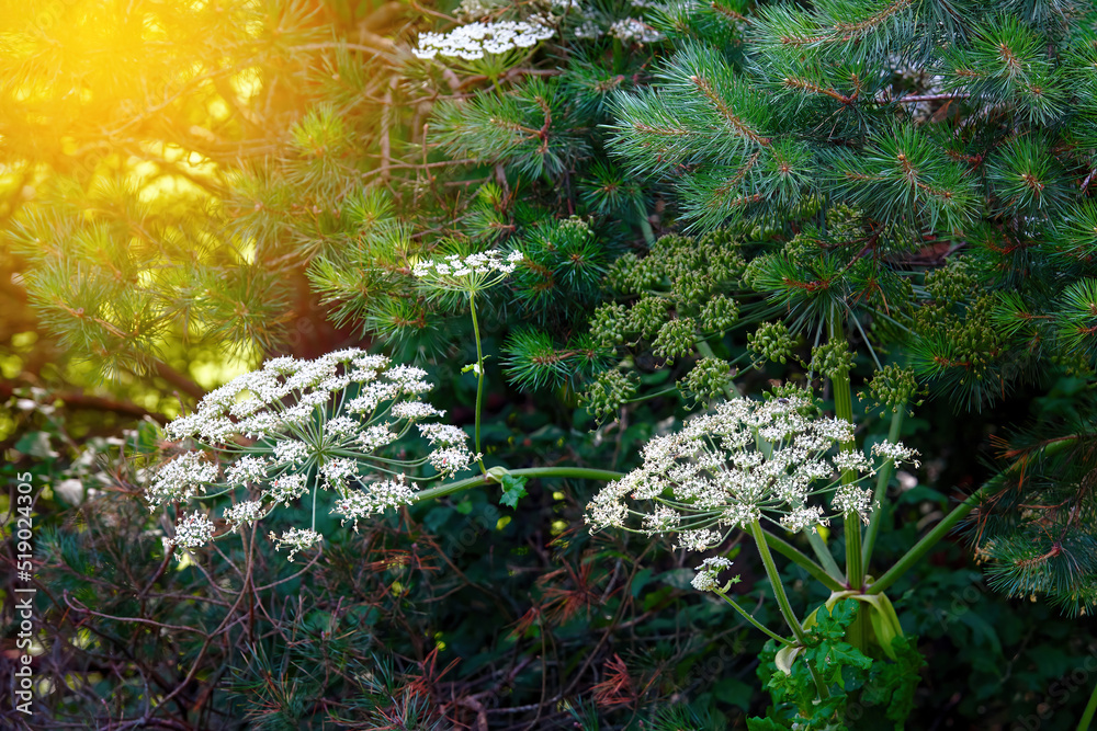 Heracleum Sosnowskyi, Sosnowsky giant hogweed blooming in forest