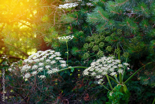 Heracleum Sosnowskyi, Sosnowsky giant hogweed blooming in forest. Dangerous invasive pest, phototoxic flowering plant dangerous to health causes allergies and burns on the skin from ultraviolet photo