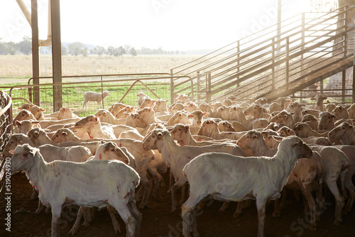 Sheep shearing 