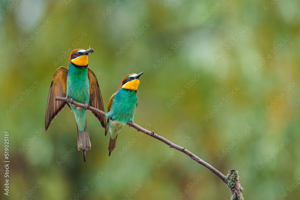 A pair of European bee-eater birds (Merops apiaster) perching on a branch. The male has a bee in his beak and spread wings.