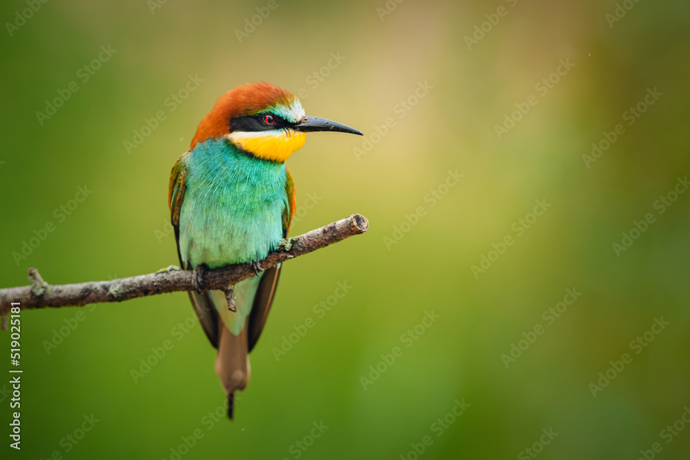 Colorful bird European bee-eater (Merops apiaster) perching on a branch and resting. Beautiful colorful background, light rain. A bird in its natural habitat.
